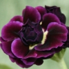 Auricula Doublet - Abriachan Nurseries
